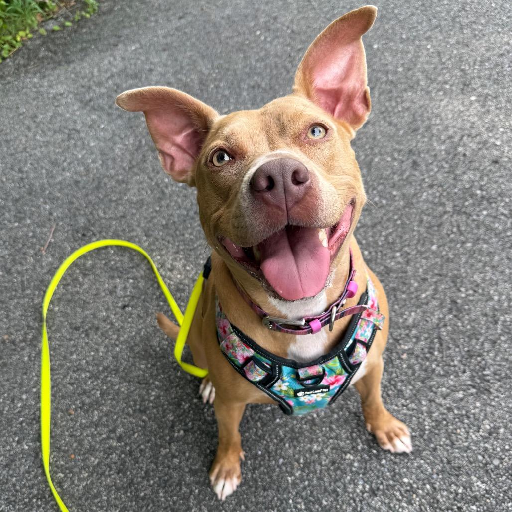 Enlarge Goldie, a Adoptable Mixed Breed in Philadelphia, PA image 5/5