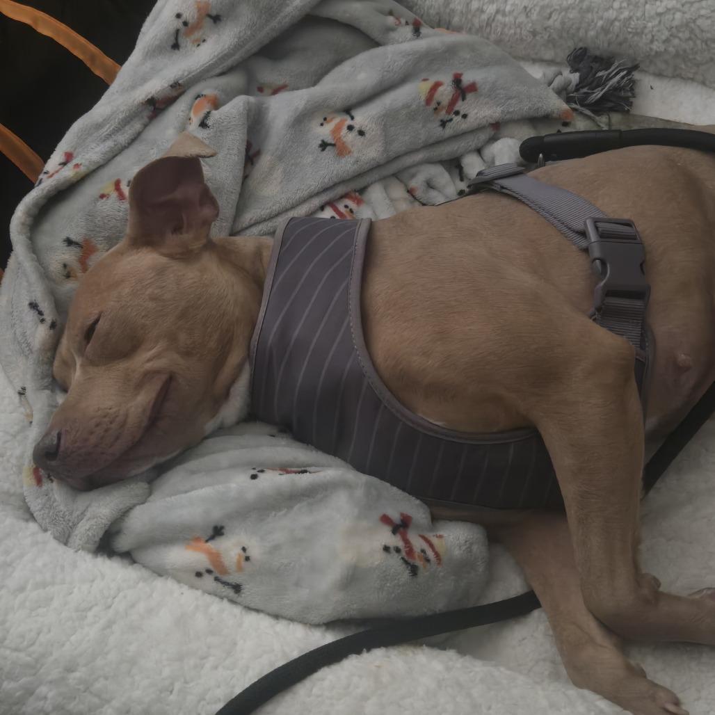 Goldie, a Adoptable Mixed Breed in Philadelphia, PA image 6/6