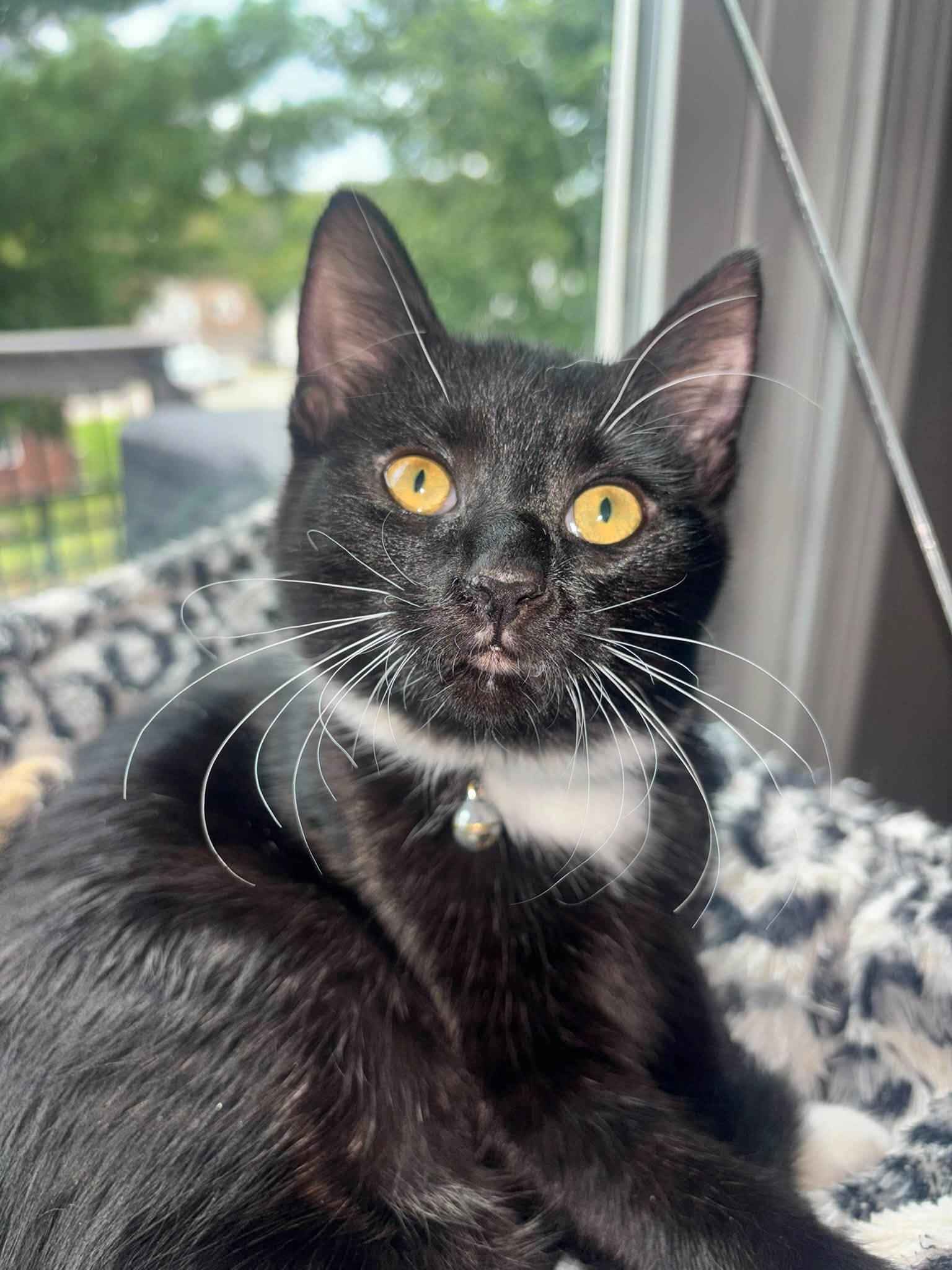 Enlarge Abby, a Adoptable Domestic Short Hair in Fort Thomas, KY image 1/3