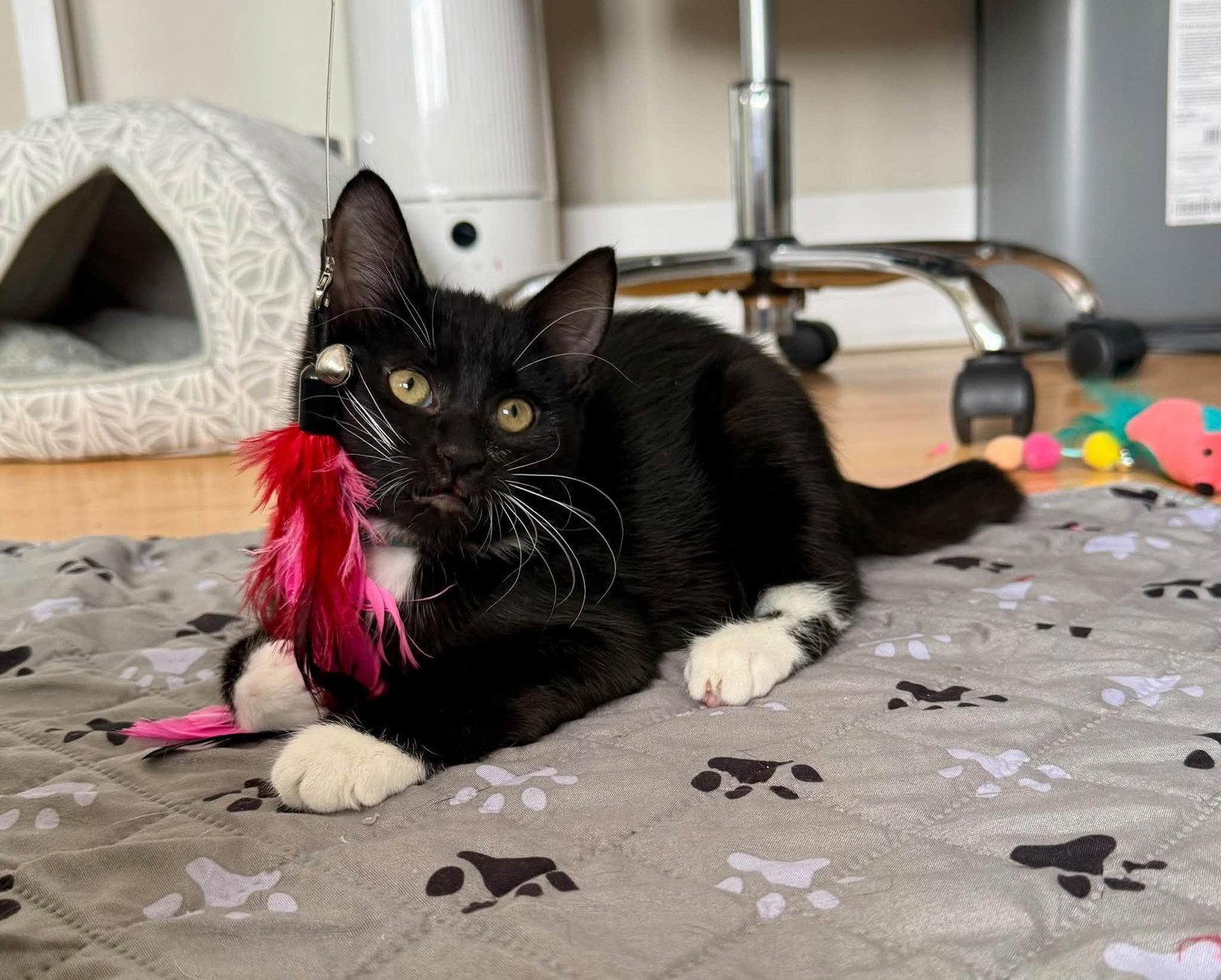 Enlarge Abby, a Adoptable Domestic Short Hair in Fort Thomas, KY image 2/3