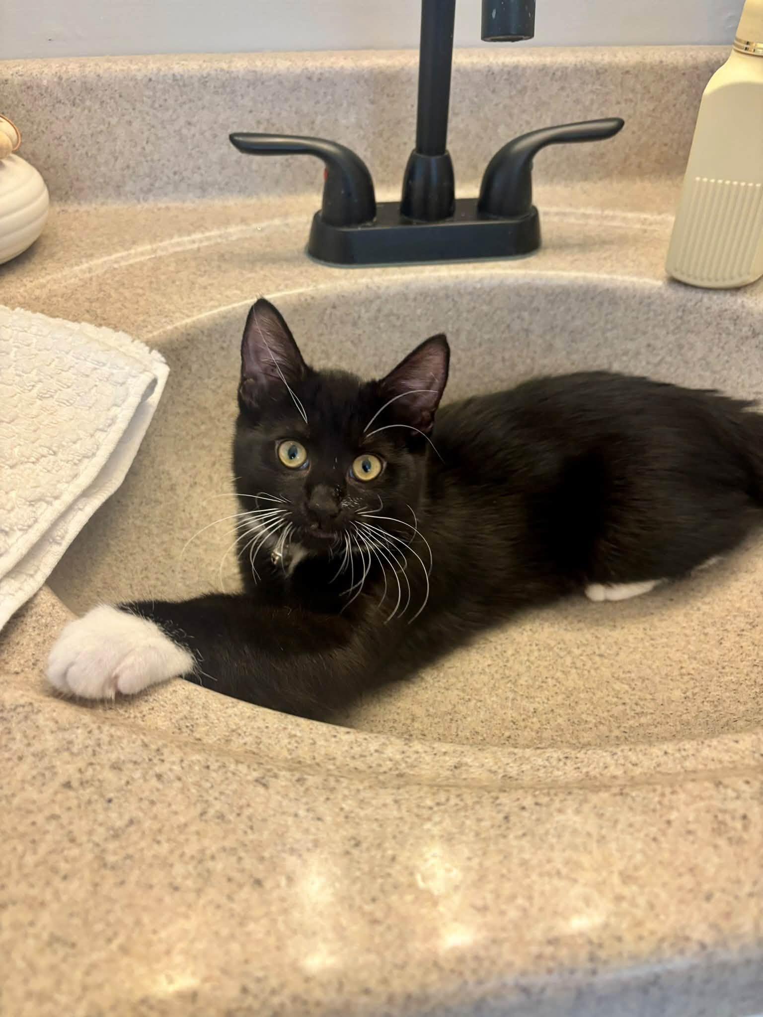 Enlarge Abby, a Adoptable Domestic Short Hair in Fort Thomas, KY image 3/3