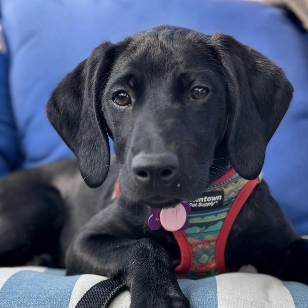 Nessarose, adoptable, Puppy Female Black Labrador Retriever.