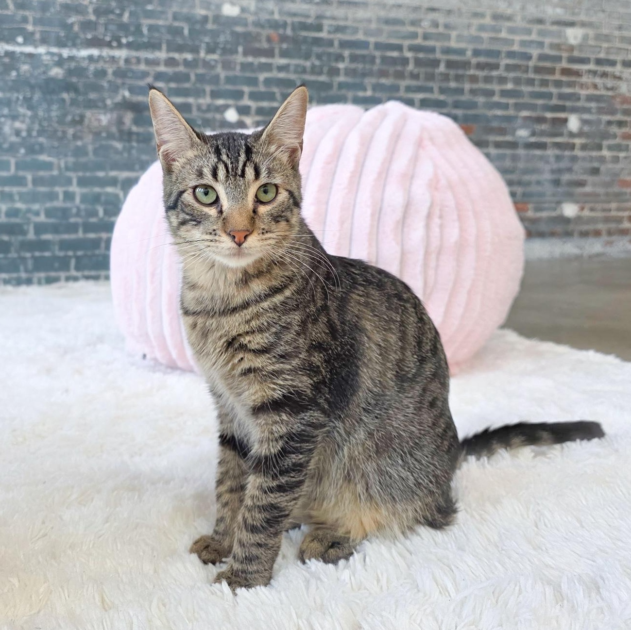 Ena, Adoptable, Young Male Tabby.