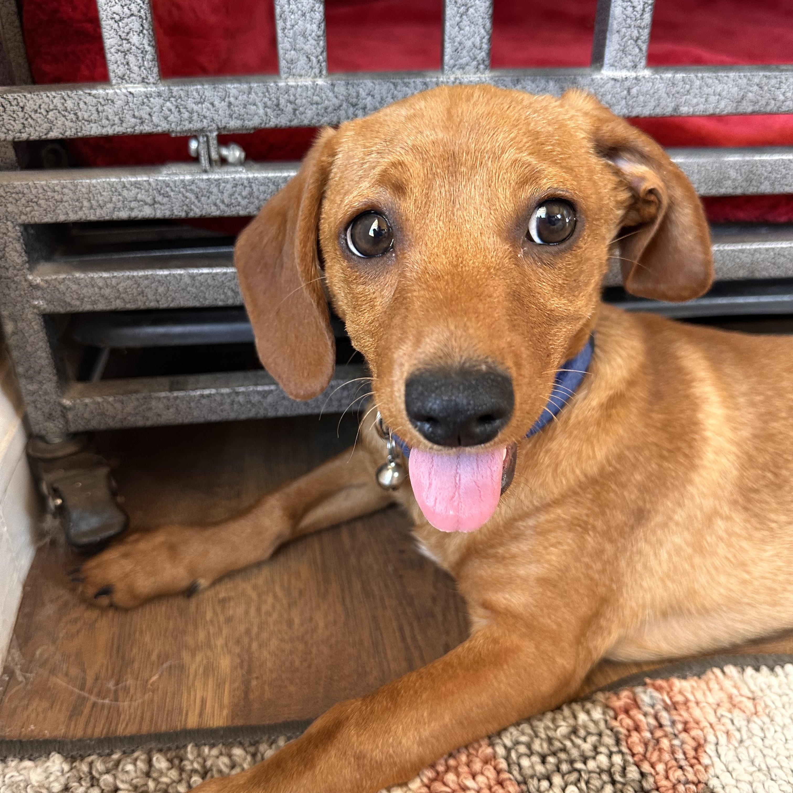 Enlarge JACK, a Adoptable mixed breed in Arroyo Grande, CA image 4/5
