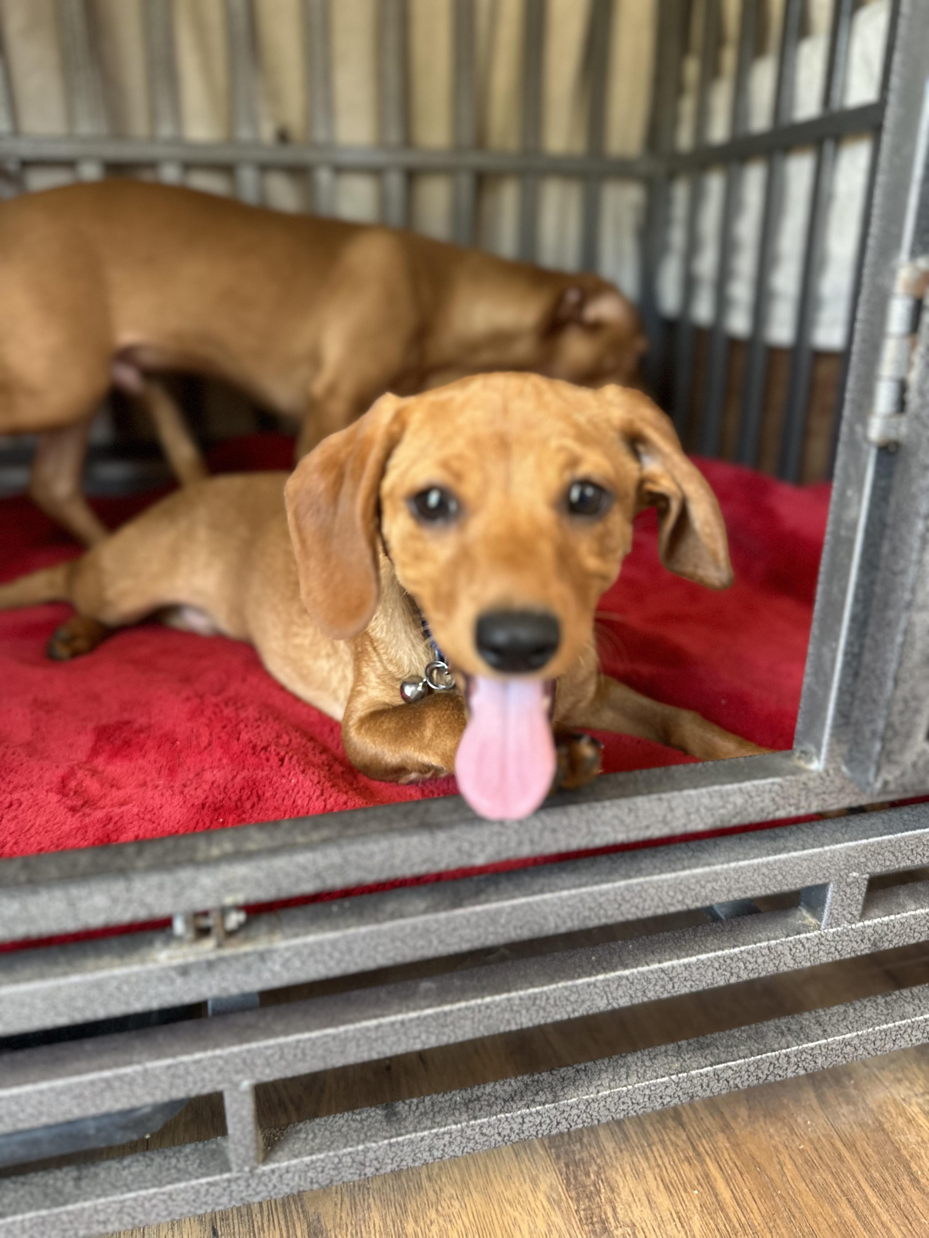 Enlarge JACK, a Adoptable mixed breed in Arroyo Grande, CA image 2/5