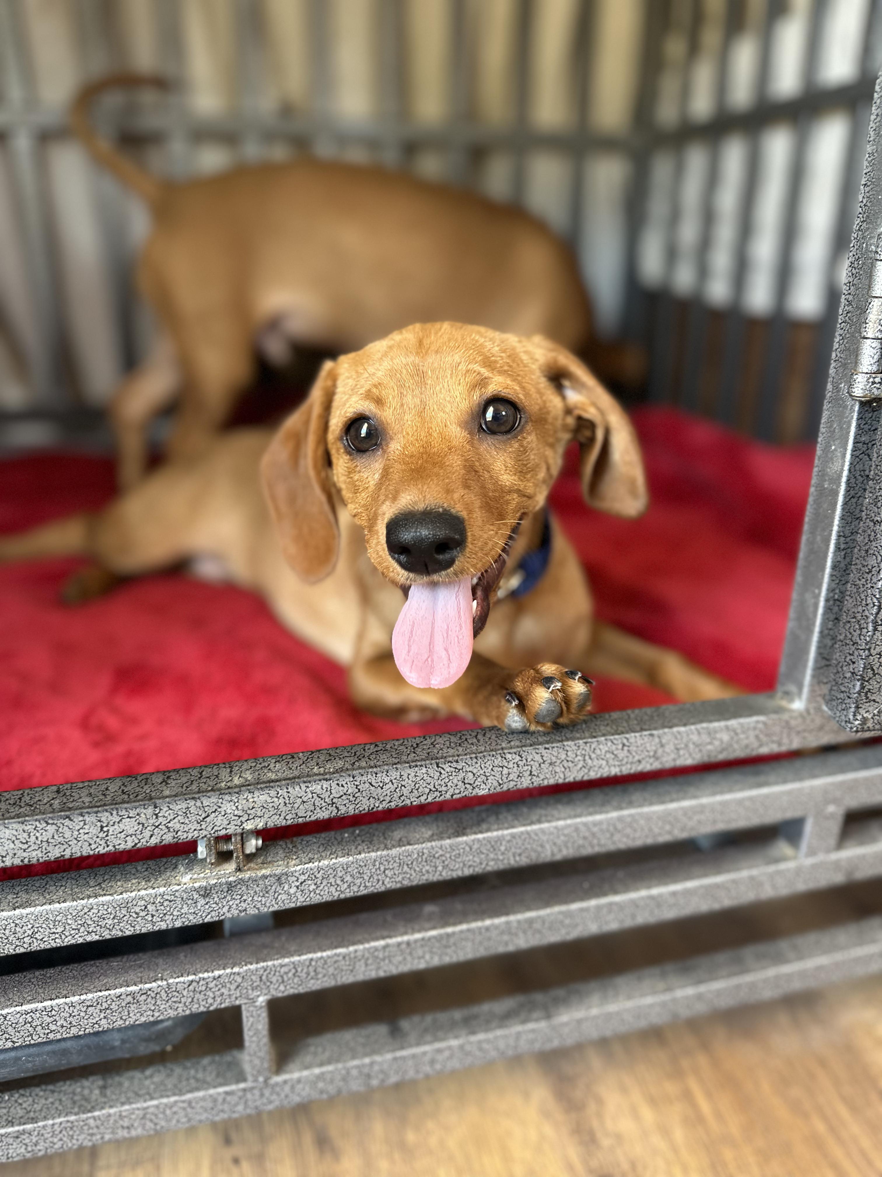 JACK, Adoptable, Young Male Dachshund.