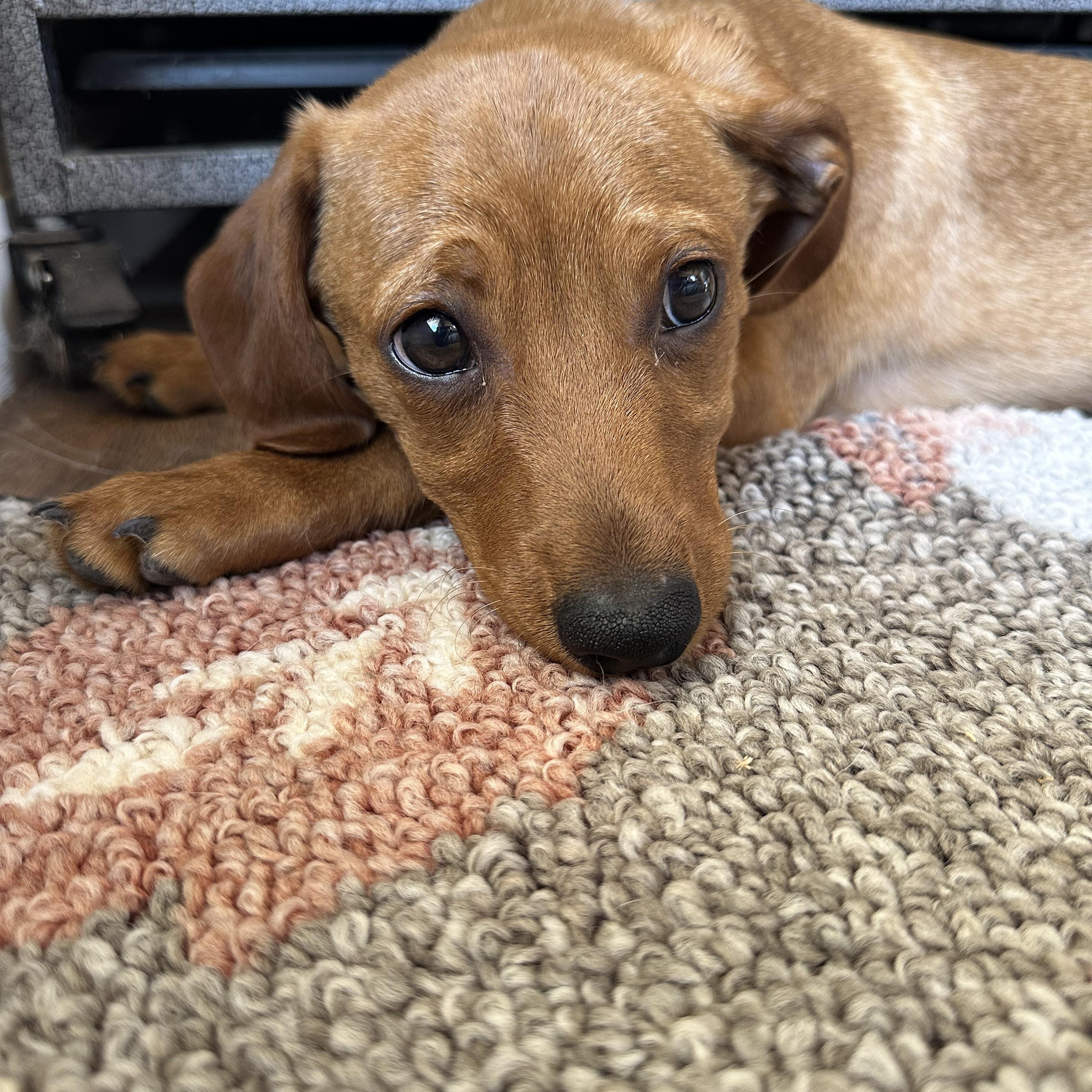 Enlarge JACK, a Adoptable mixed breed in Arroyo Grande, CA image 5/5