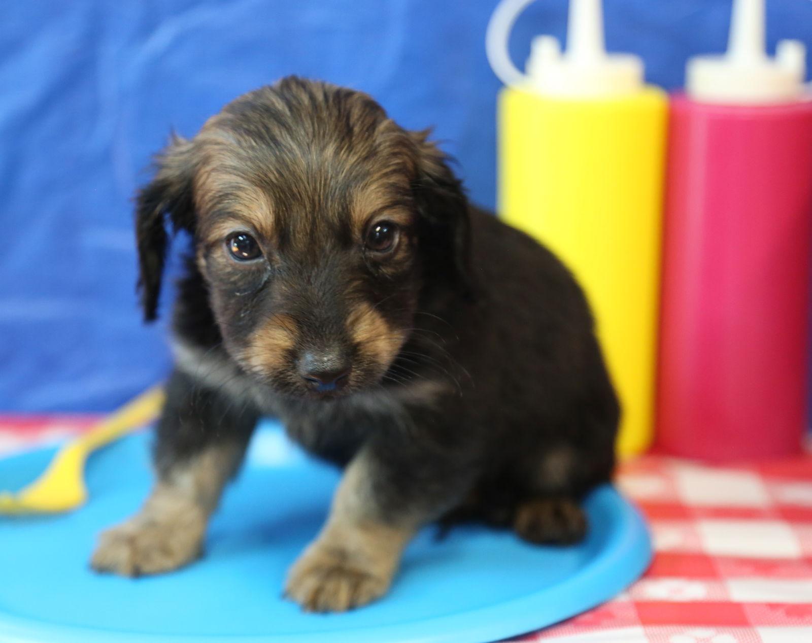 Bratwurst HotDog, Adopted, Puppy Male Chihuahua & Dachshund.