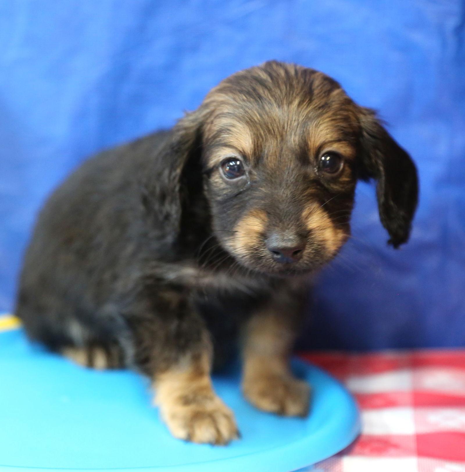 Enlarge Bratwurst HotDog, a Adopted mixed breed in Wakefield, RI image 2/3