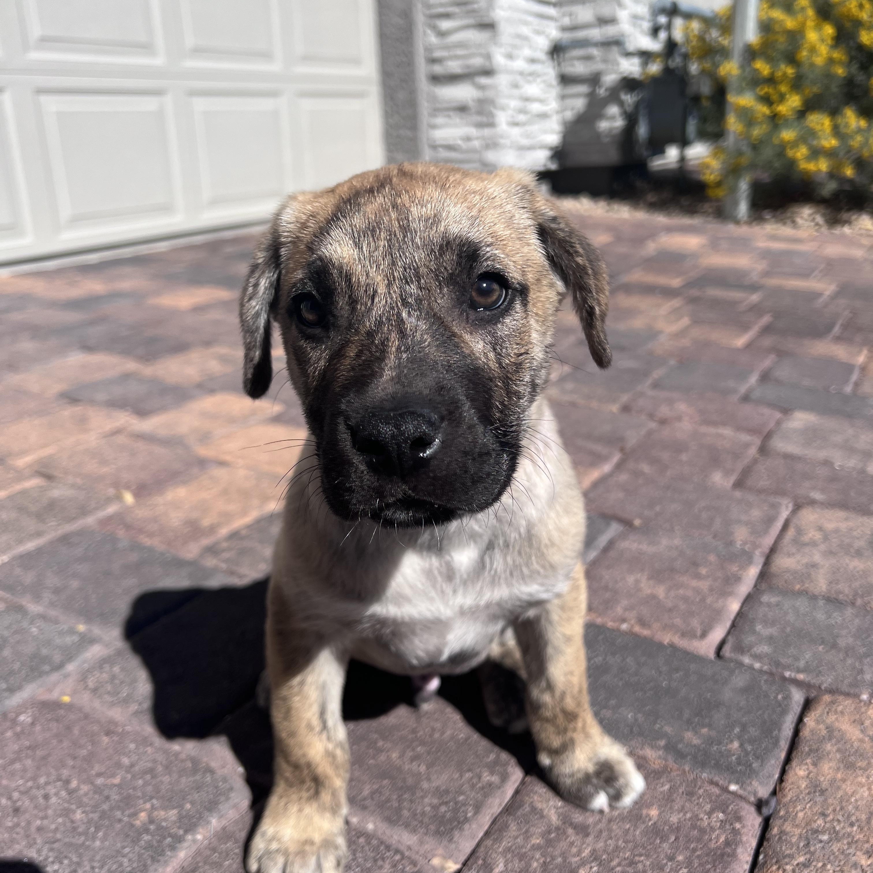 Enlarge Wrigley , a Adoptable Mixed Breed in Henderson, NV image 1/1