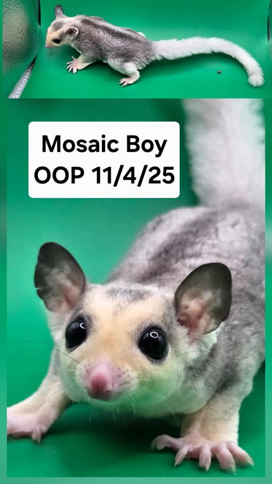 Enlarge Toffee, a Adoptable Sugar Glider in South Elgin, IL image 1/1