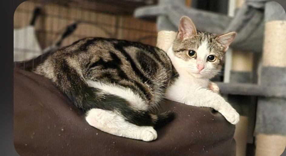 Anna, Adoptable, Kitten Female Domestic Short Hair.