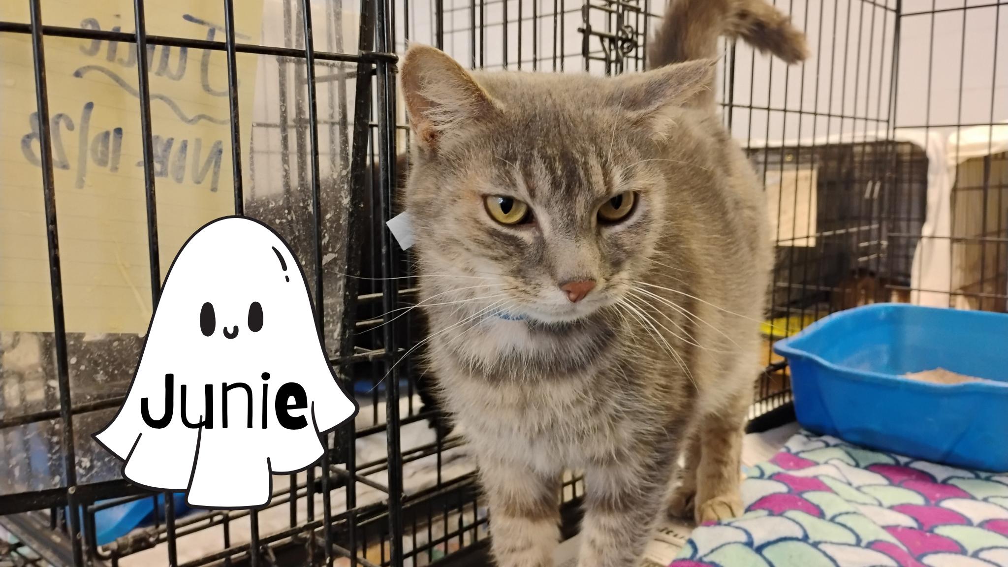 Enlarge Junie, an adoptable Dilute Tortoiseshell in Muncie, IN image 1/1