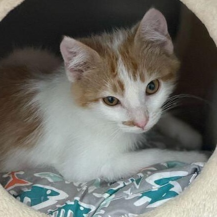 Zack, ADOPTABLE, Young Male Domestic Short Hair.