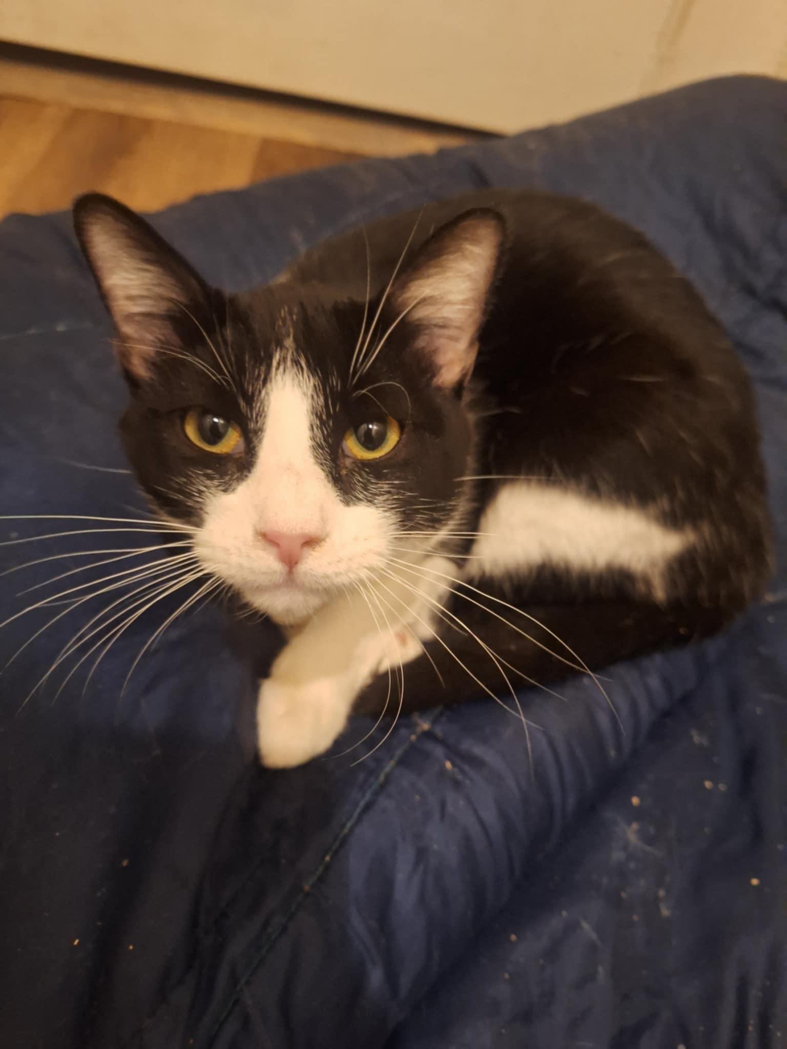 Cooper, Young Male Domestic Short Hair