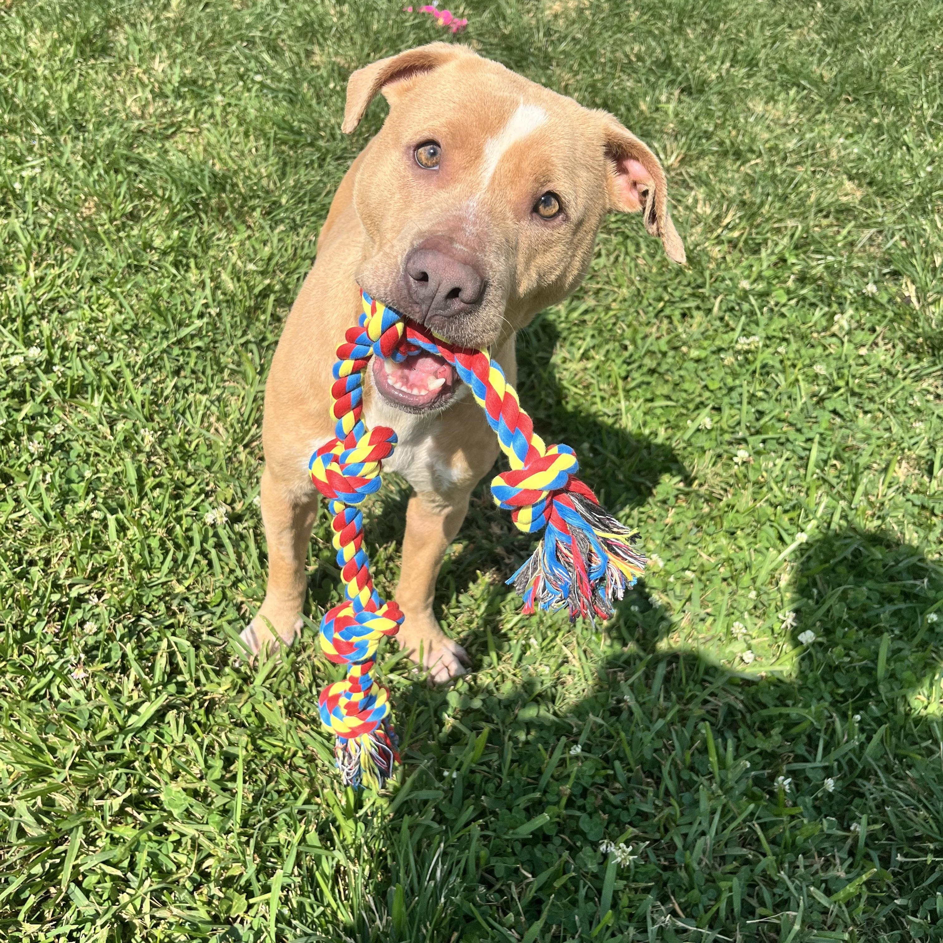 Bitsy, a Adoptable mixed breed in Jefferson, LA image 1/4