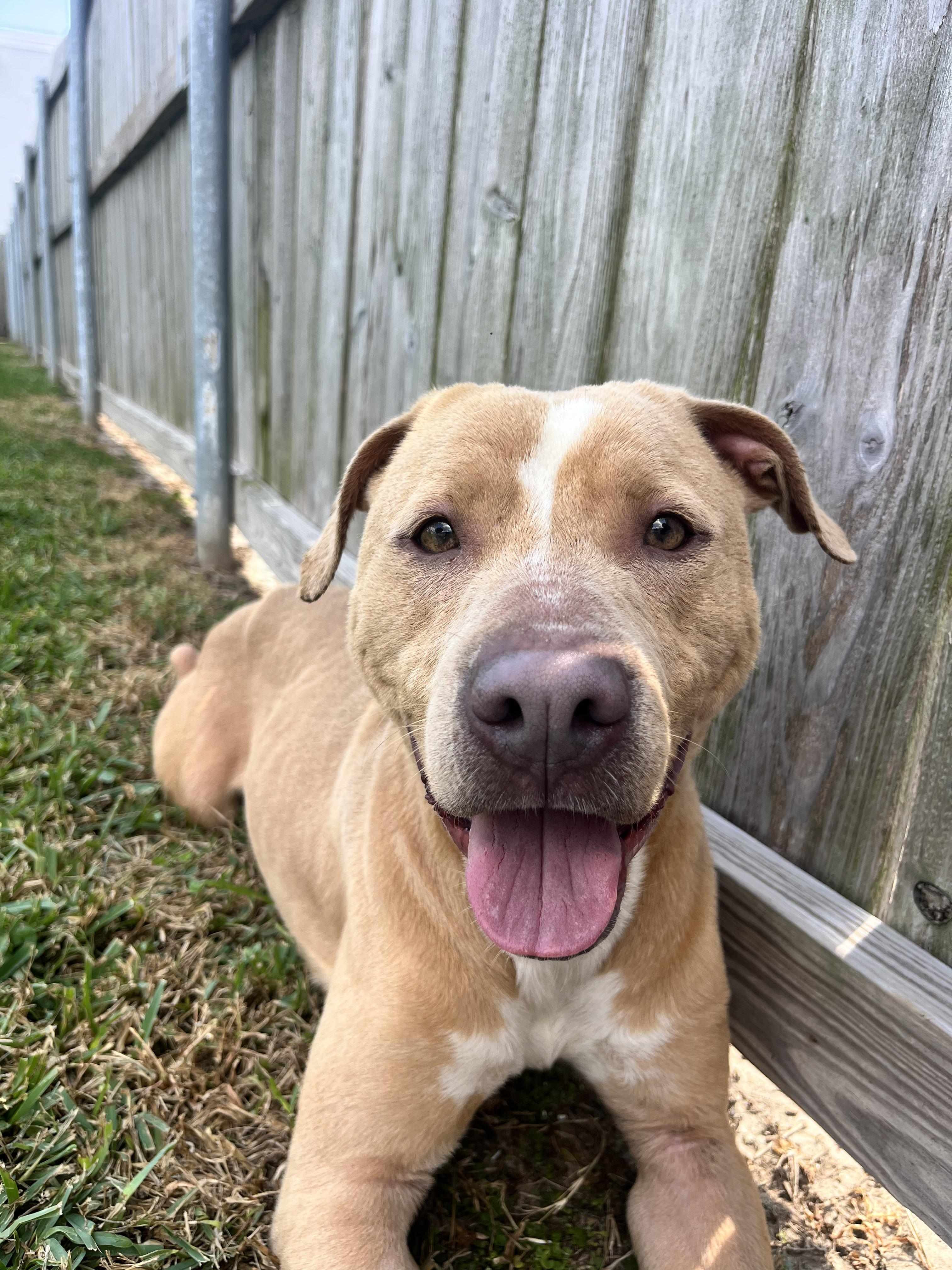 Bitsy, a Adoptable mixed breed in Jefferson, LA image 2/4