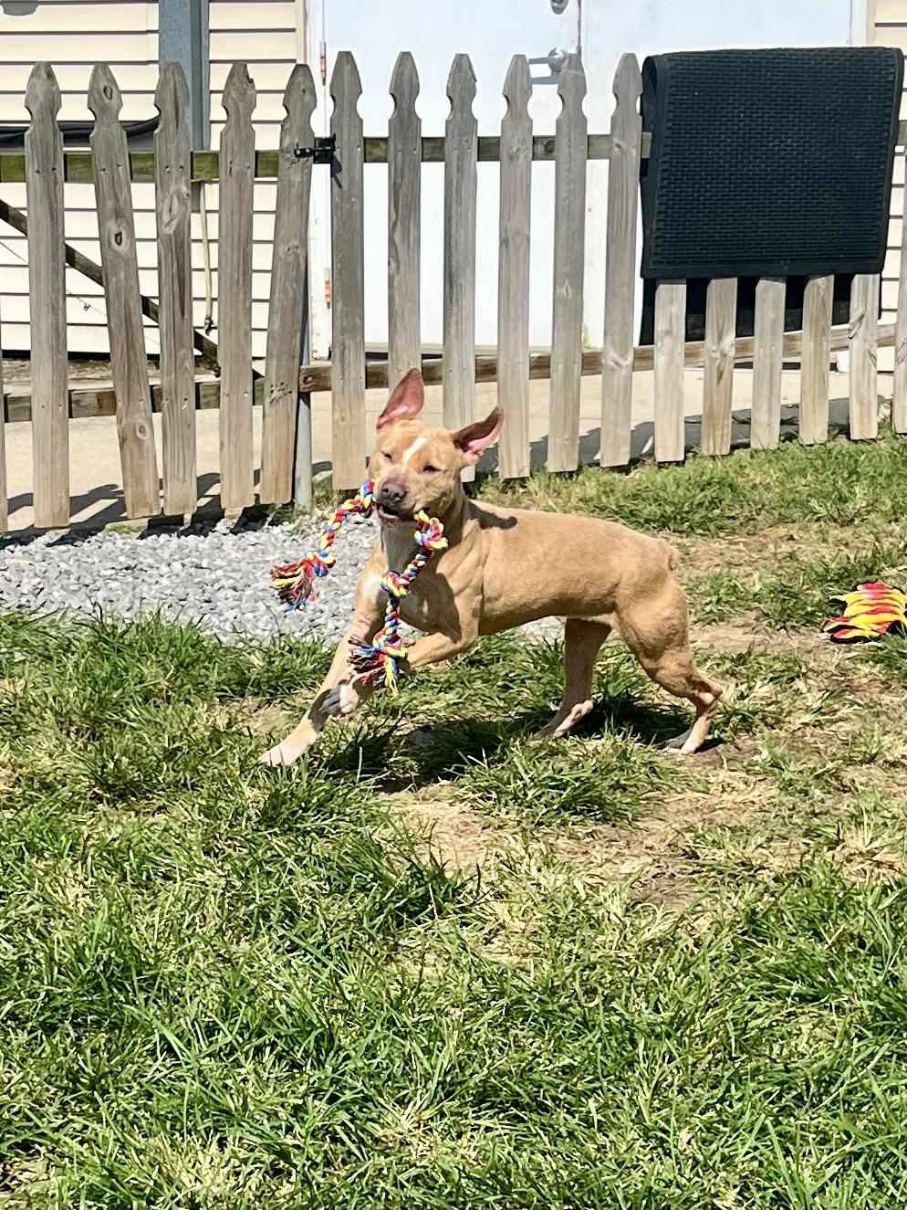 Bitsy, Adoptable, Adult Female Pit Bull Terrier.