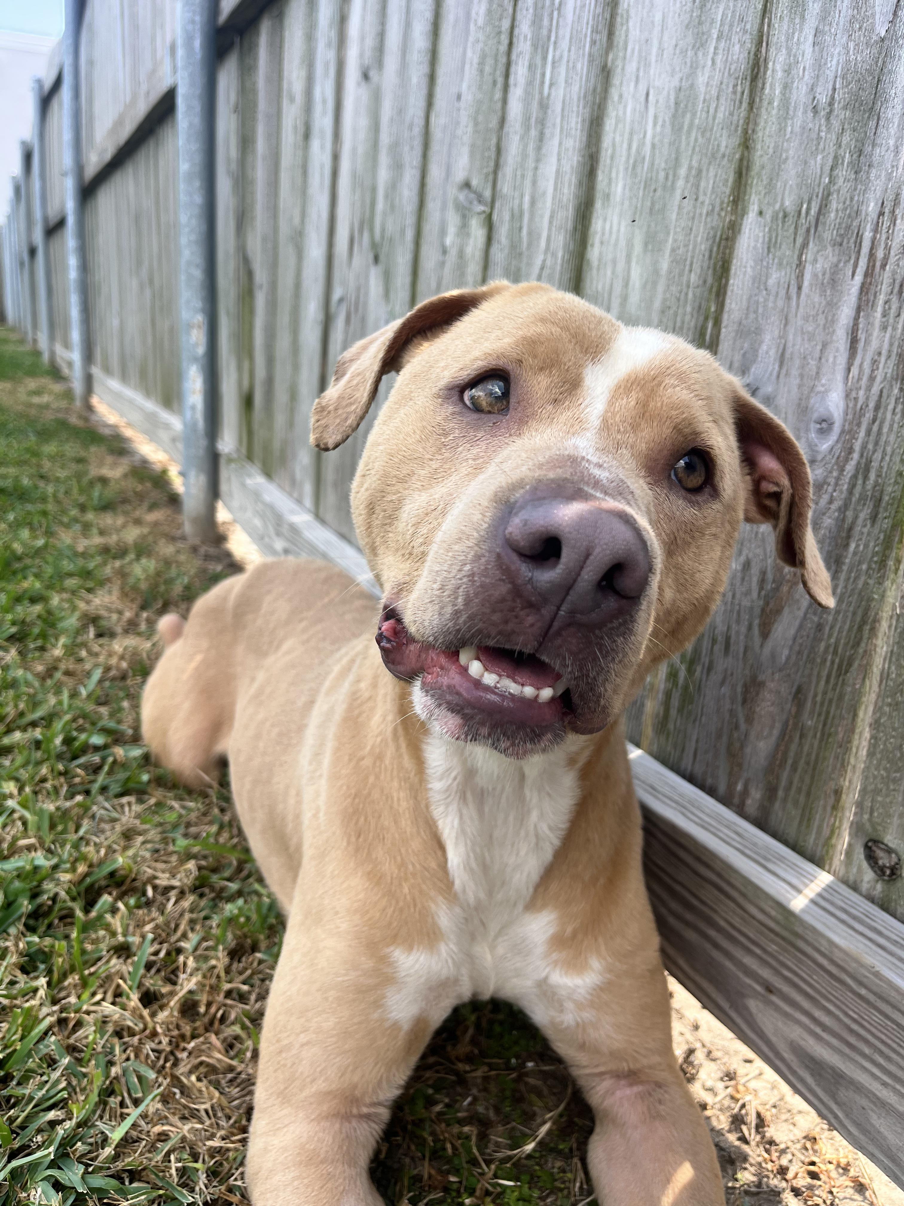 Bitsy, a Adoptable mixed breed in Jefferson, LA image 4/4