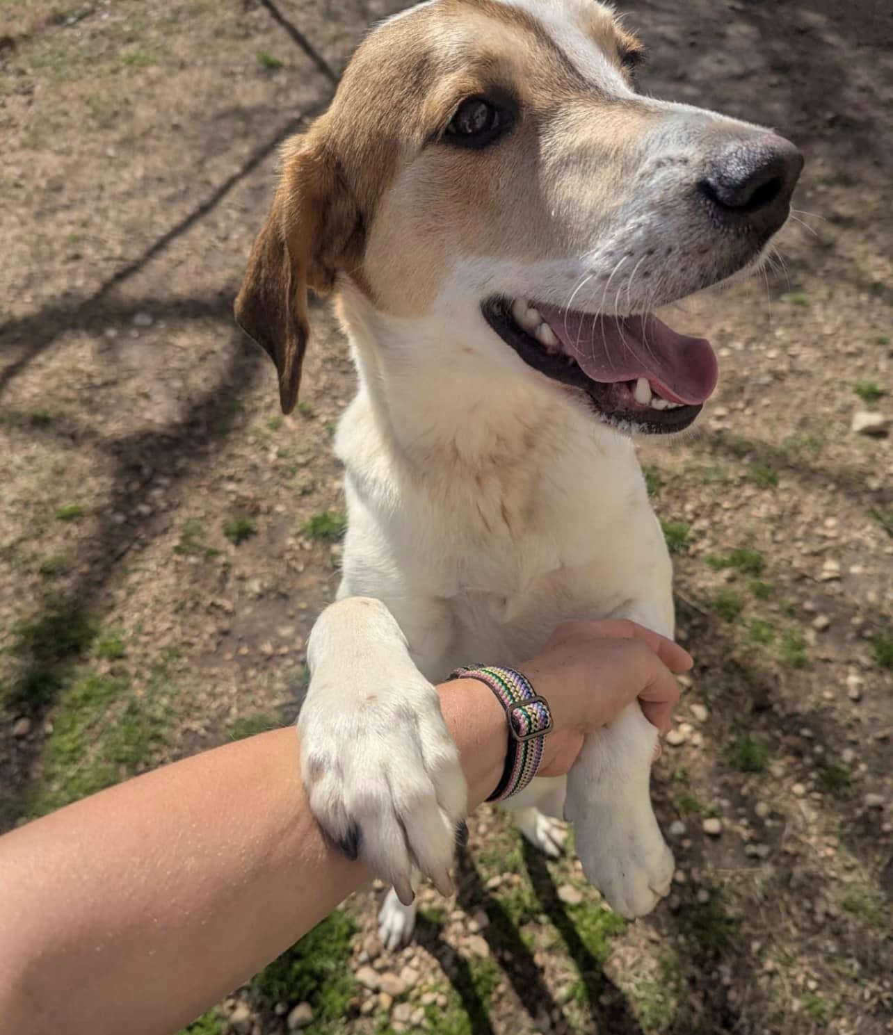 Top treeing walker coonhound rescue Shop