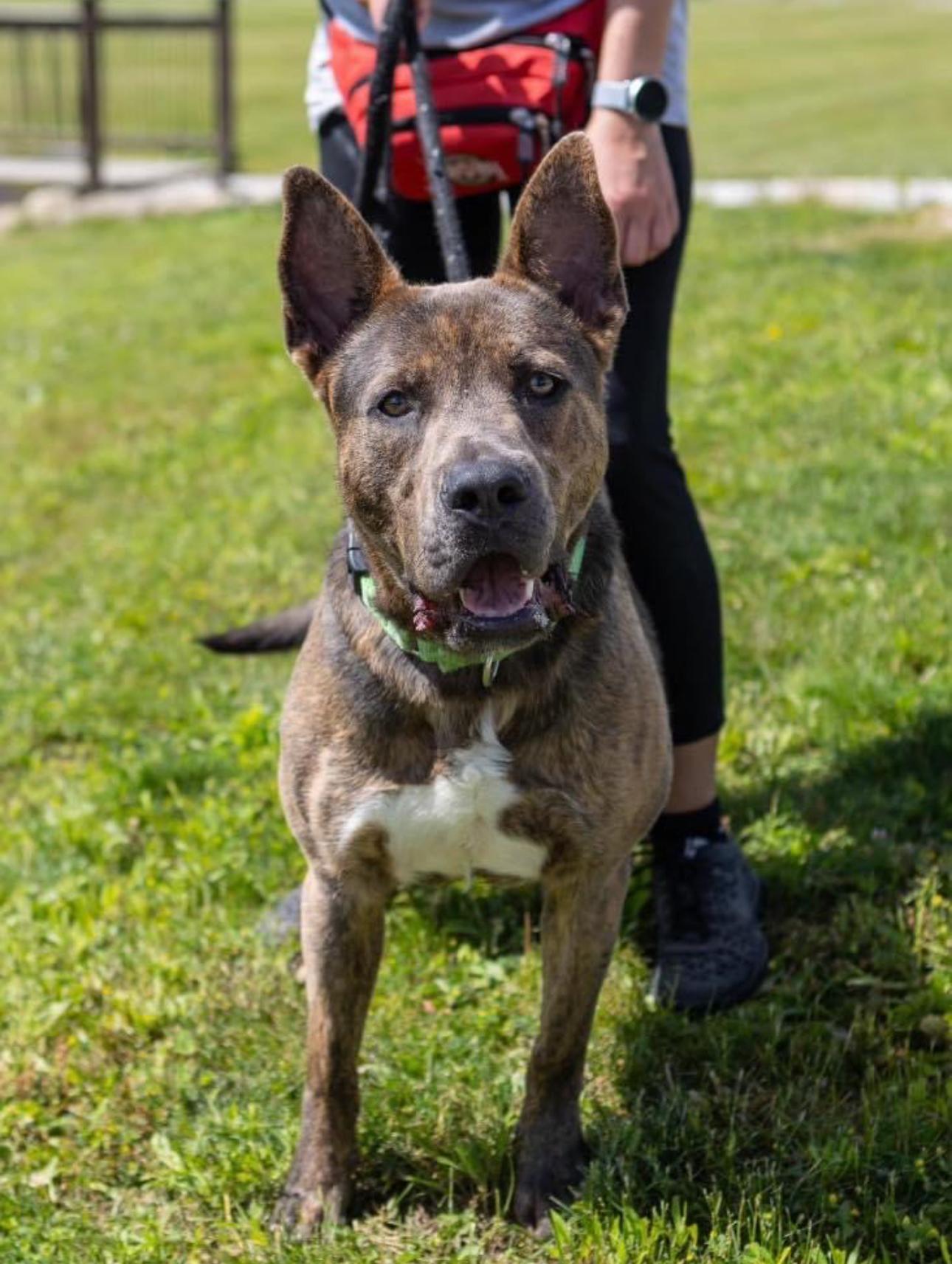 Sonny, a Adoptable mixed breed in Youngstown, OH image 3/5
