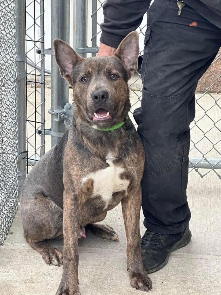 Sonny, a Adoptable mixed breed in Youngstown, OH image 4/5