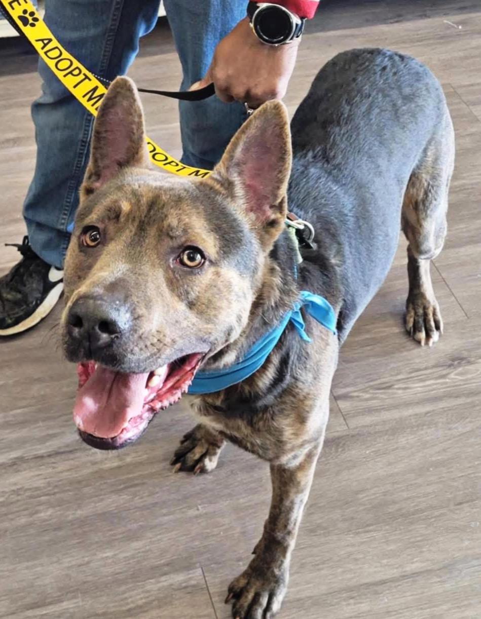 Sonny, a Adoptable mixed breed in Youngstown, OH image 2/5