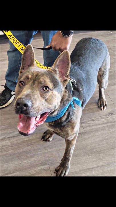 Enlarge Sonny, a Adoptable mixed breed in Youngstown, OH video 5/5