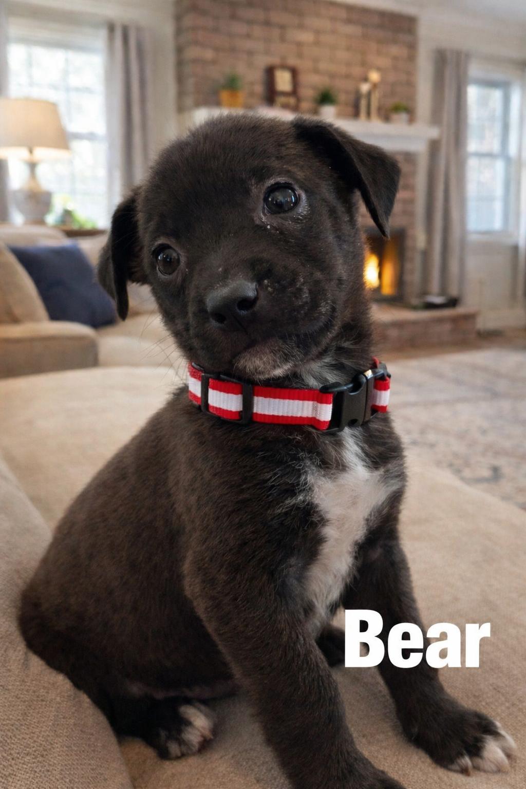 Enlarge Bear, an adopted mixed breed in Hortense, GA image 3/3