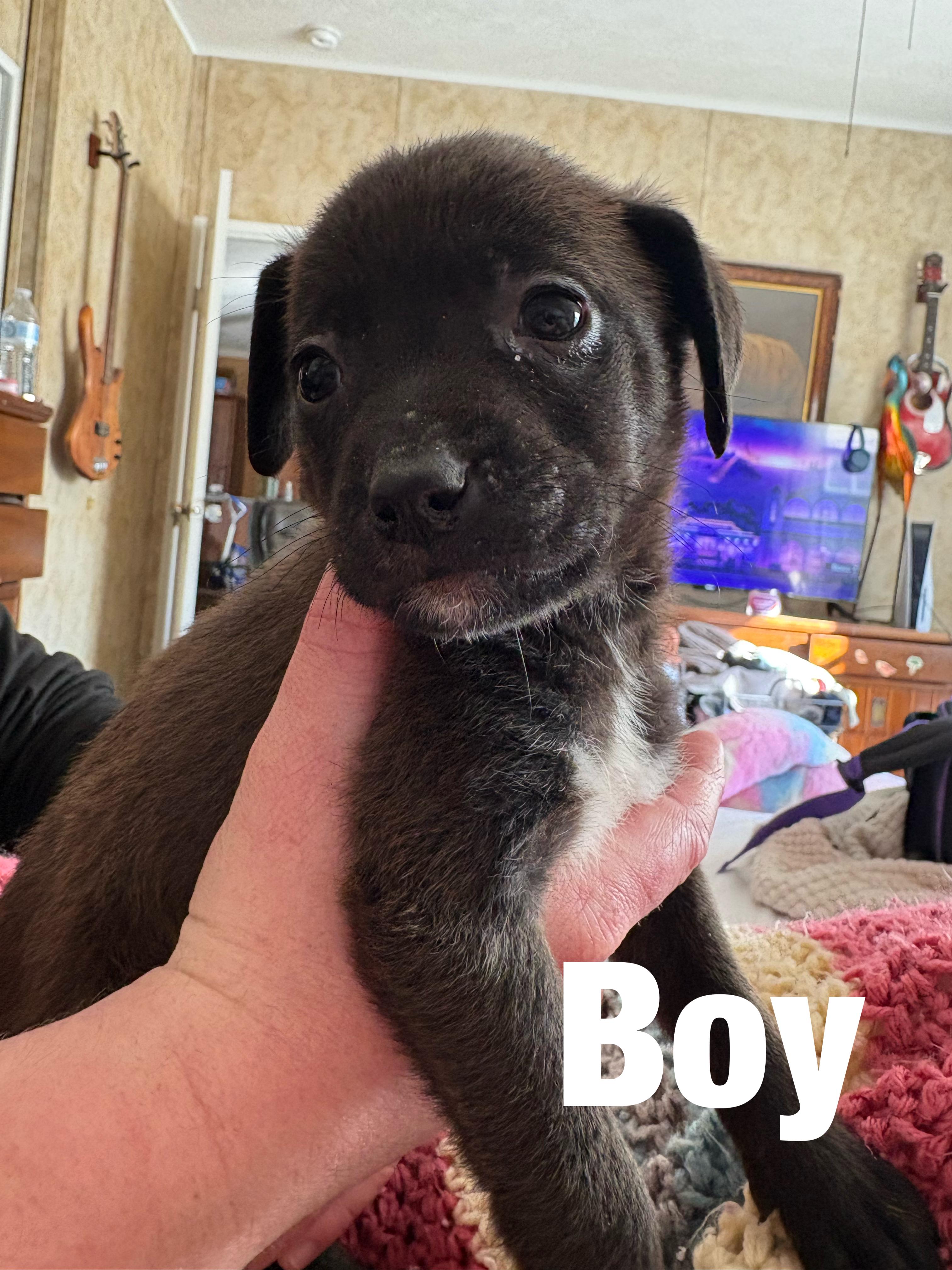 Enlarge Bear, an adopted mixed breed in Hortense, GA image 2/3