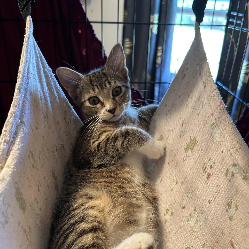 Enlarge Jelissa, a Adoptable Domestic Short Hair in Mount Laurel, NJ image 1/6