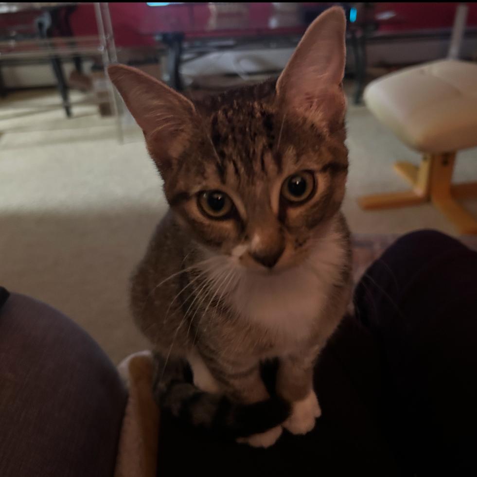 Enlarge Jelissa, a Adoptable Domestic Short Hair in Mount Laurel, NJ image 2/6