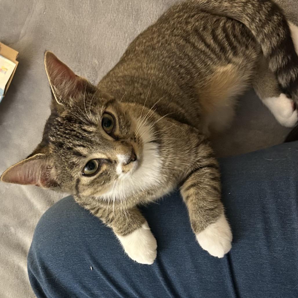 Enlarge Jelissa, a Adoptable Domestic Short Hair in Mount Laurel, NJ image 3/6