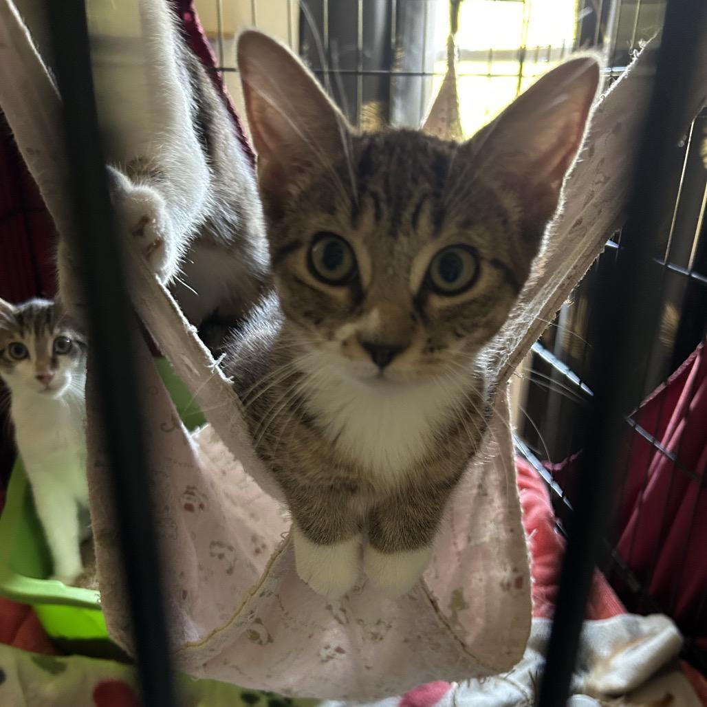 Enlarge Jelissa, a Adoptable Domestic Short Hair in Mount Laurel, NJ image 4/6