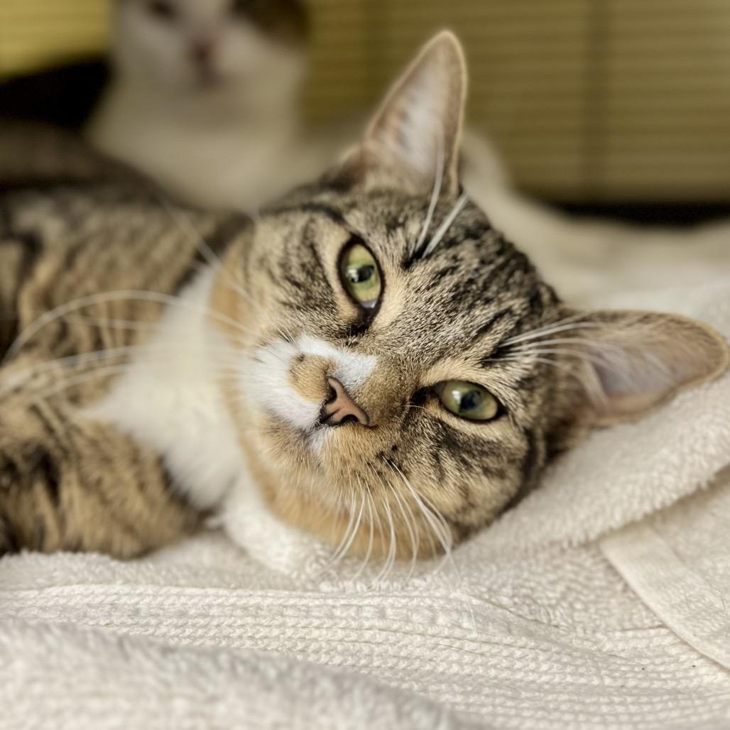 Enlarge Jelissa, a Adoptable Domestic Short Hair in Mount Laurel, NJ image 5/6