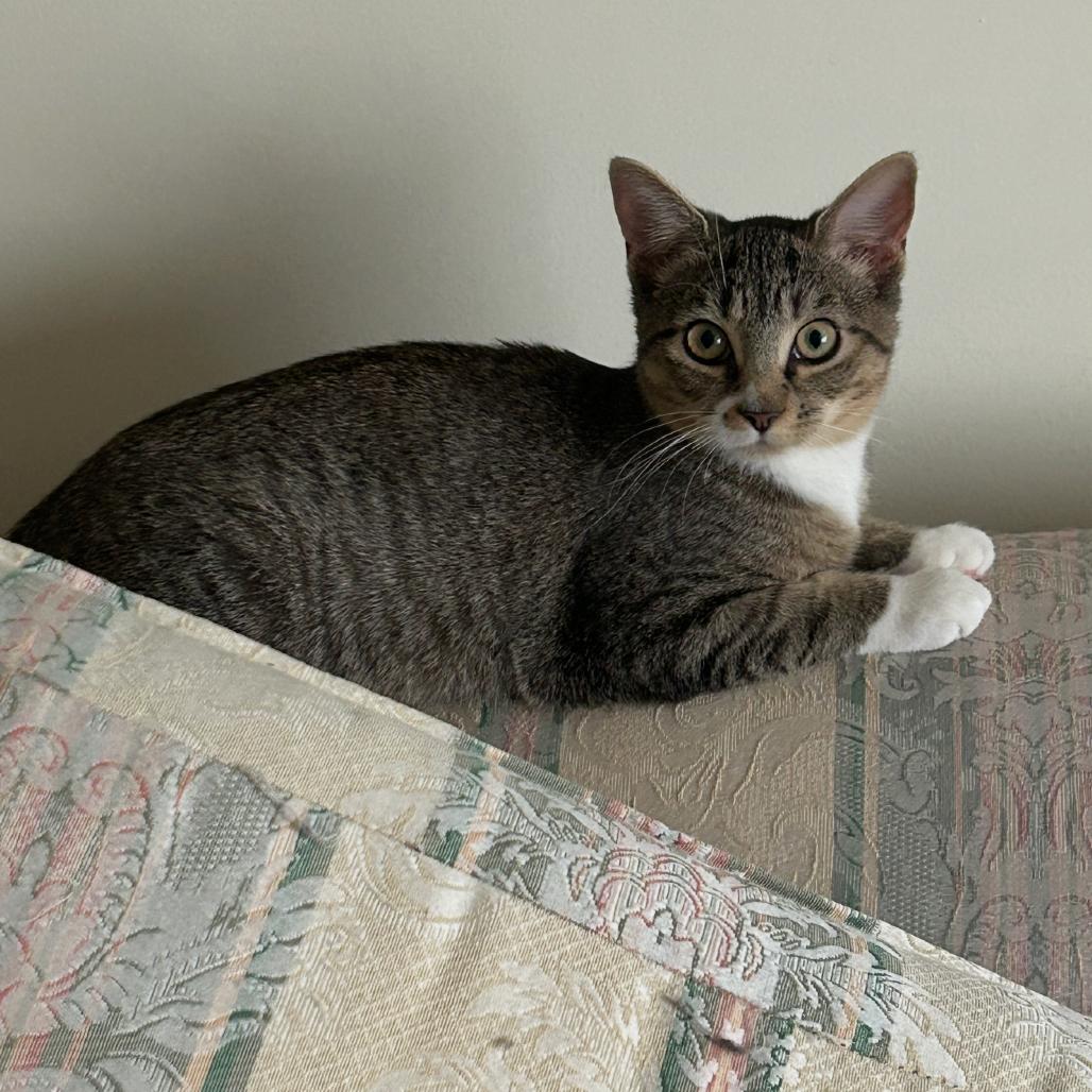 Enlarge Jelissa, a Adoptable Domestic Short Hair in Mount Laurel, NJ image 6/6