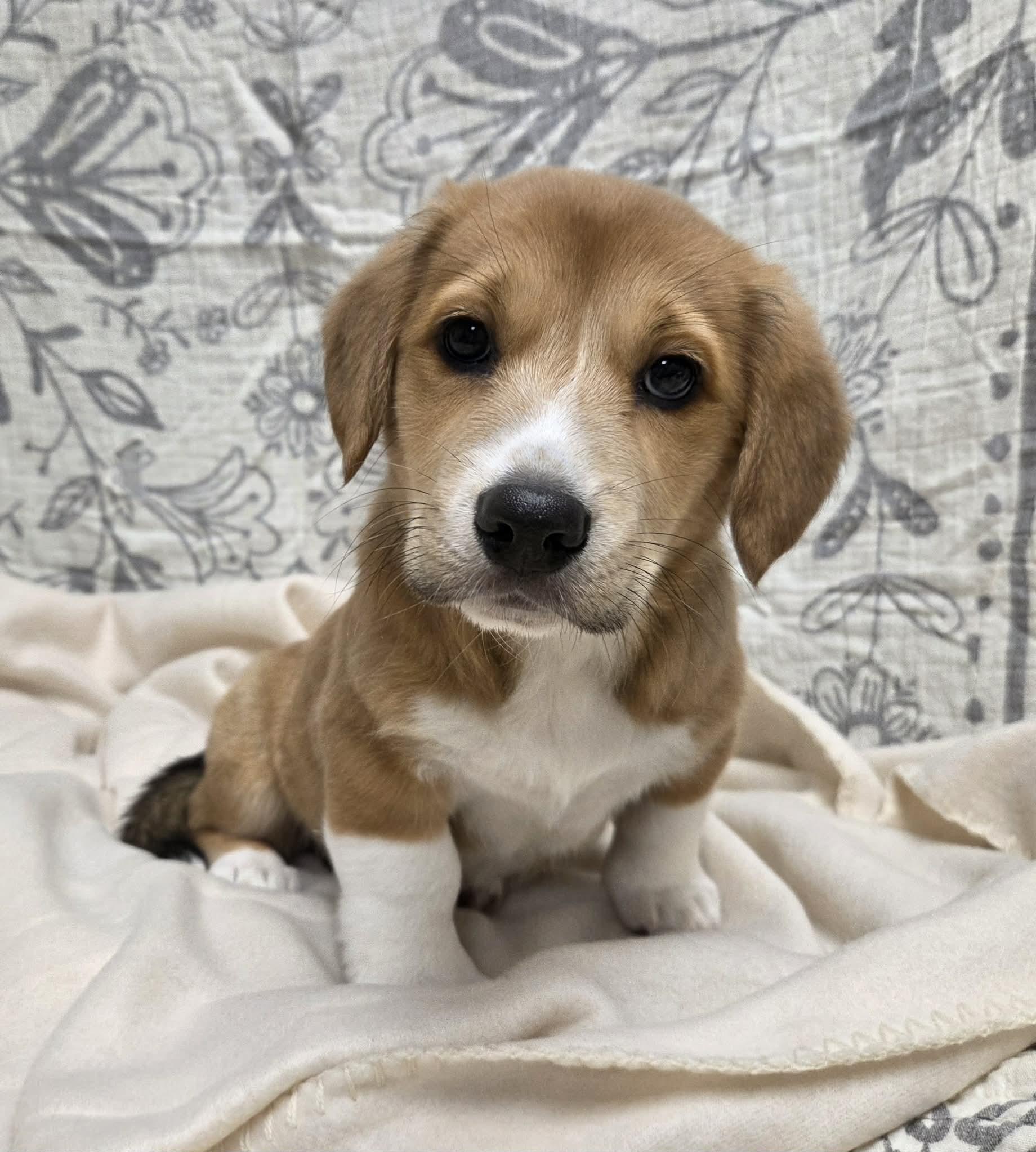 Izzy the Dachshund Mix Puppy!, an adopted mixed breed in Muskego, WI image 5/6