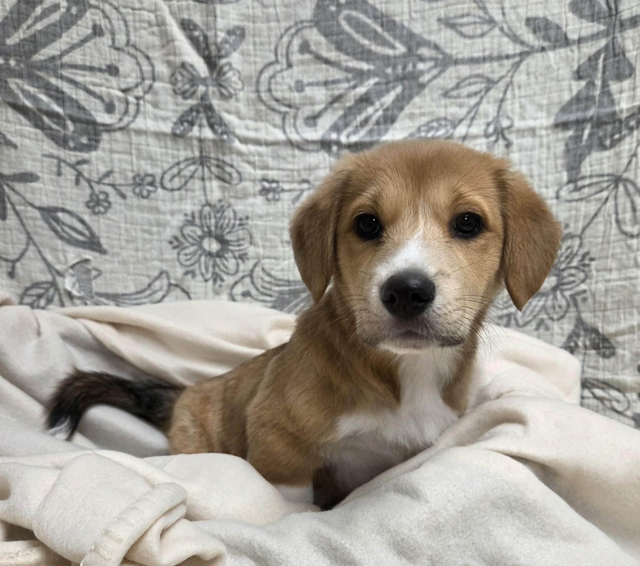 Izzy the Dachshund Mix Puppy!, an adopted mixed breed in Muskego, WI image 3/6