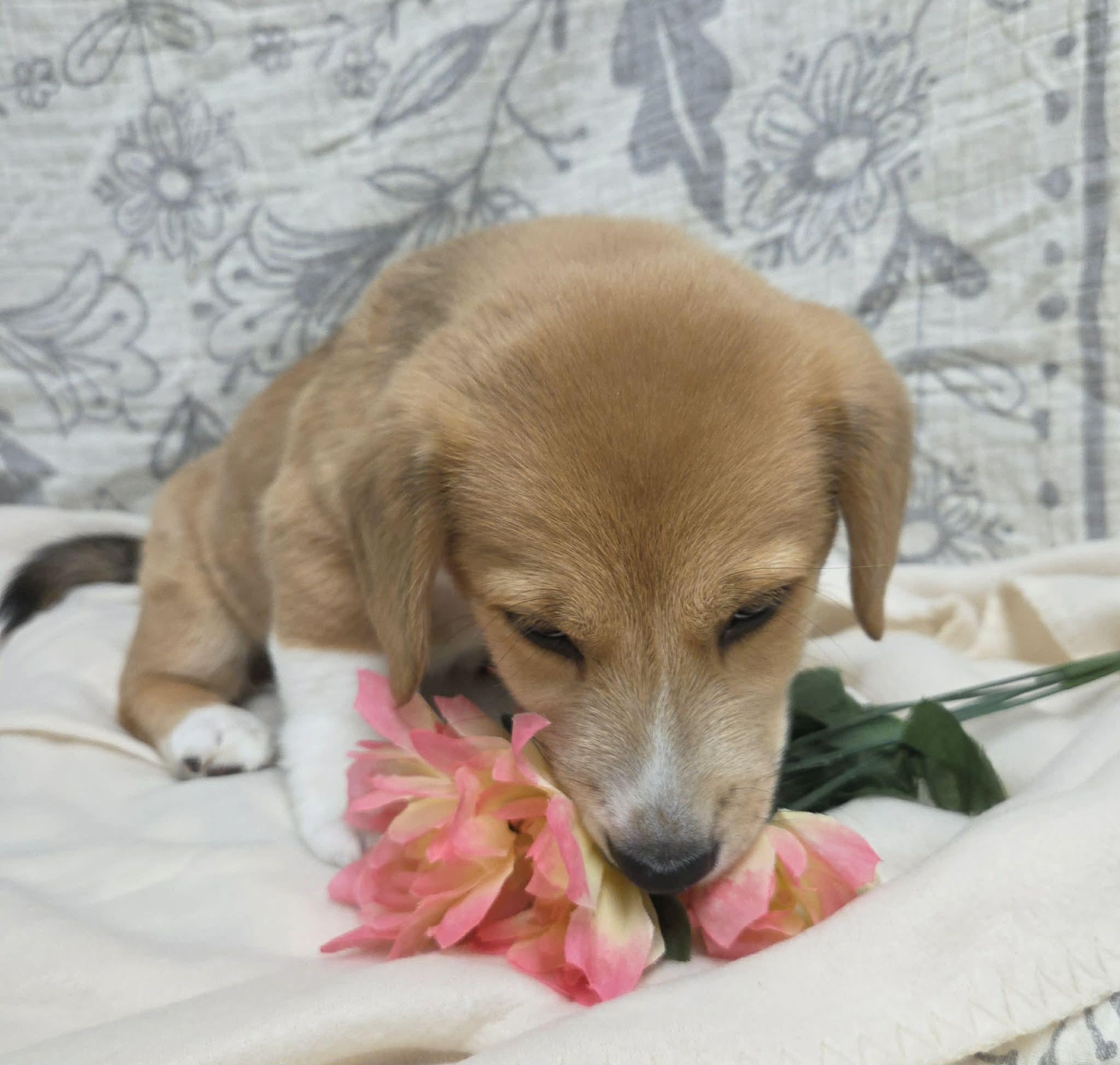Izzy the Dachshund Mix Puppy!, an adopted mixed breed in Muskego, WI image 2/6