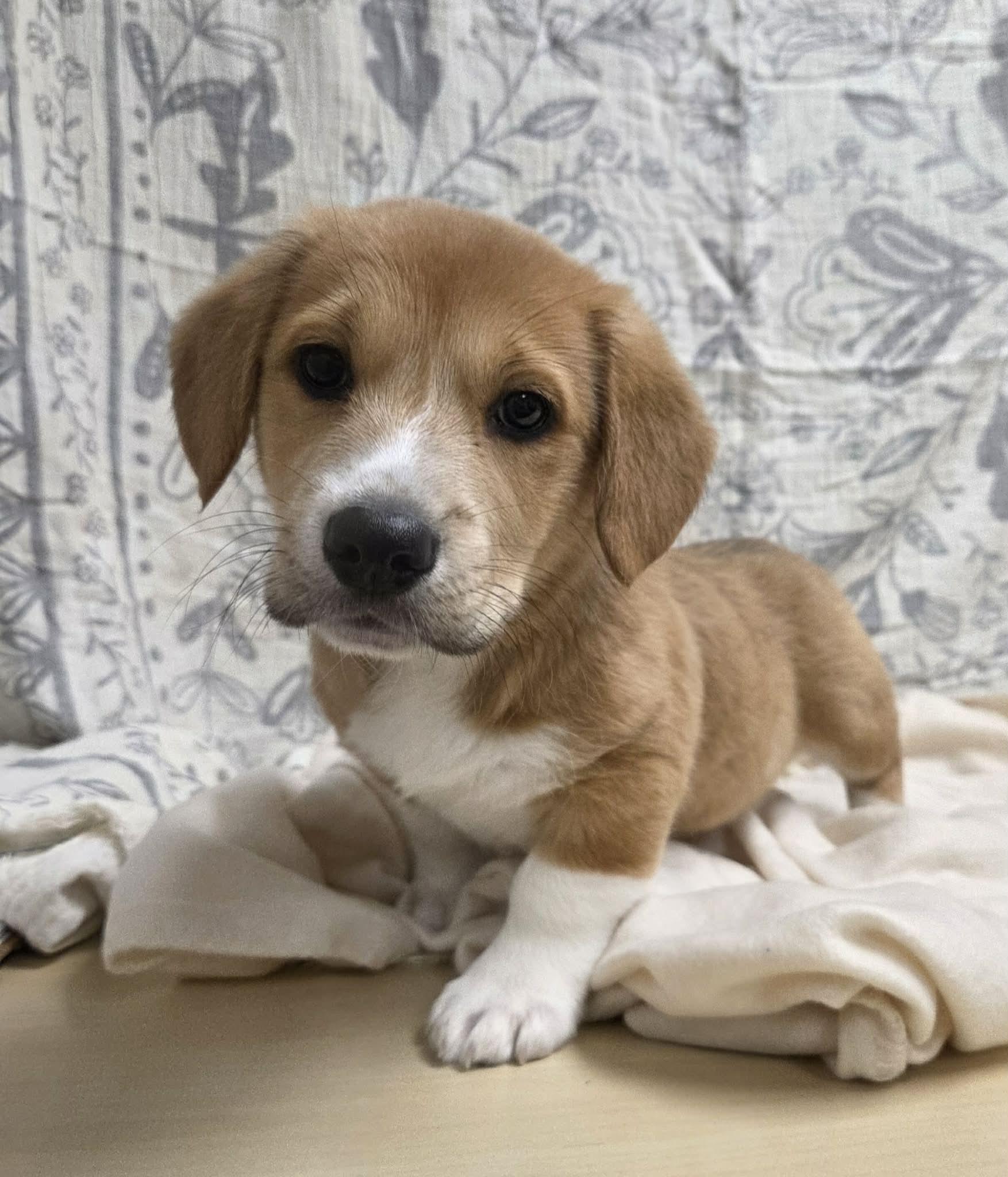 Izzy the Dachshund Mix Puppy!, adopted, Puppy Female Dachshund & Corgi.