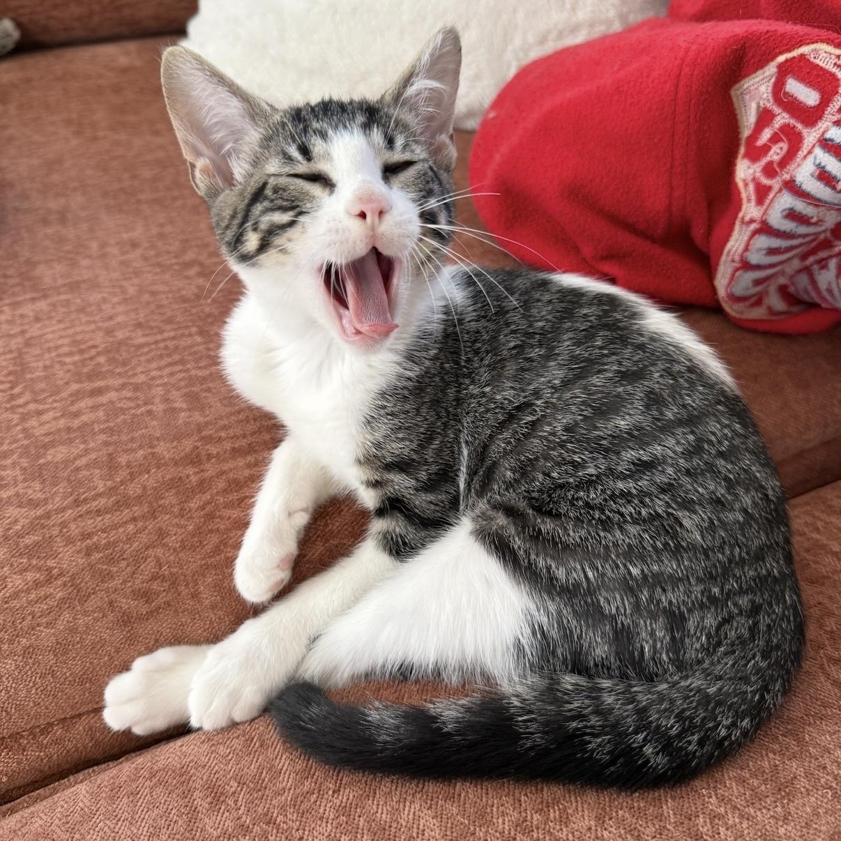 MABLE, a Adoptable Domestic Short Hair in Los Angeles, CA image 4/6