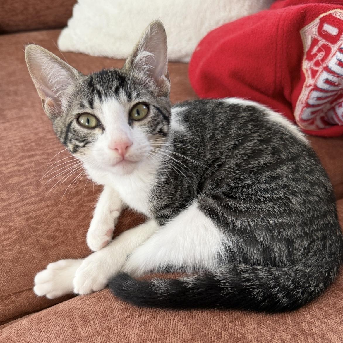 MABLE, a Adoptable Domestic Short Hair in Los Angeles, CA image 5/6