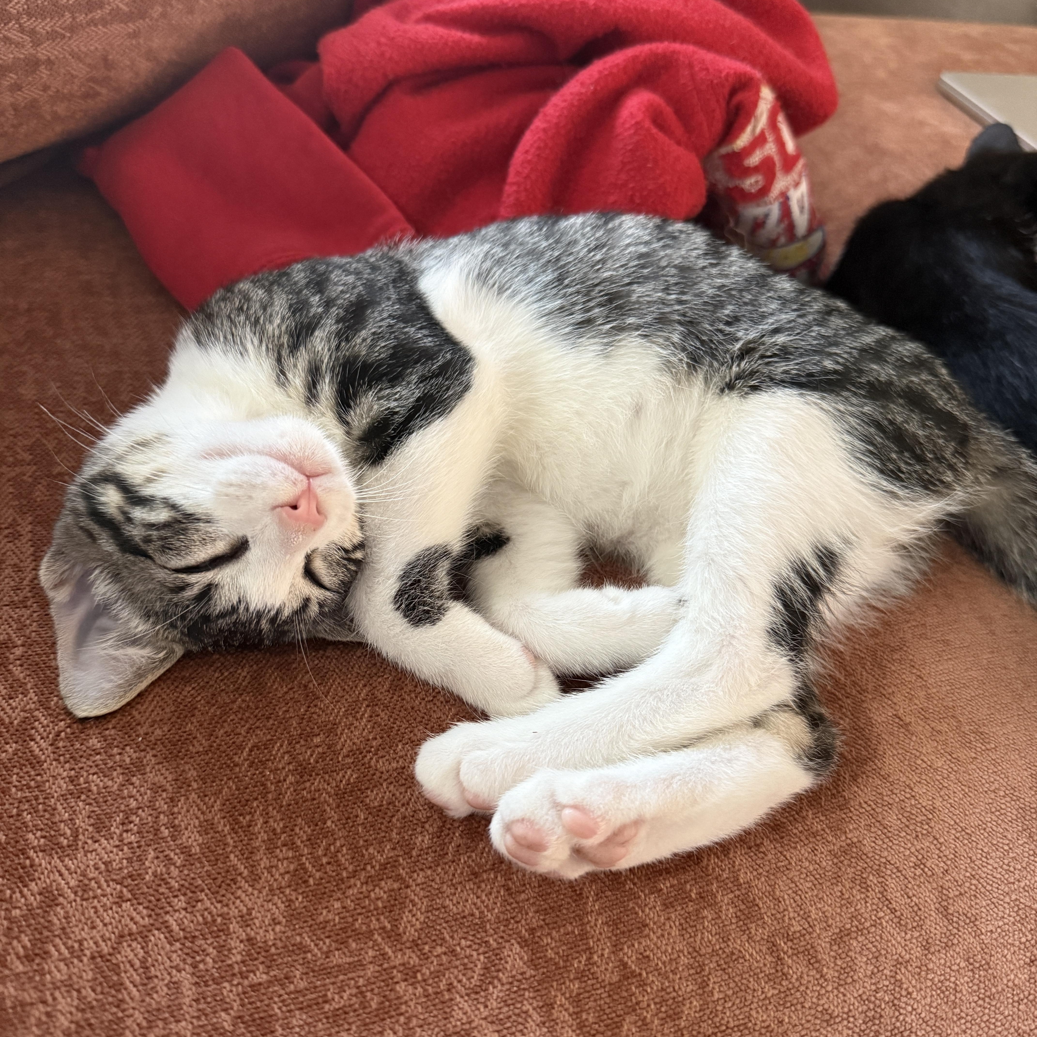 MABLE, a Adoptable Domestic Short Hair in Los Angeles, CA image 1/6