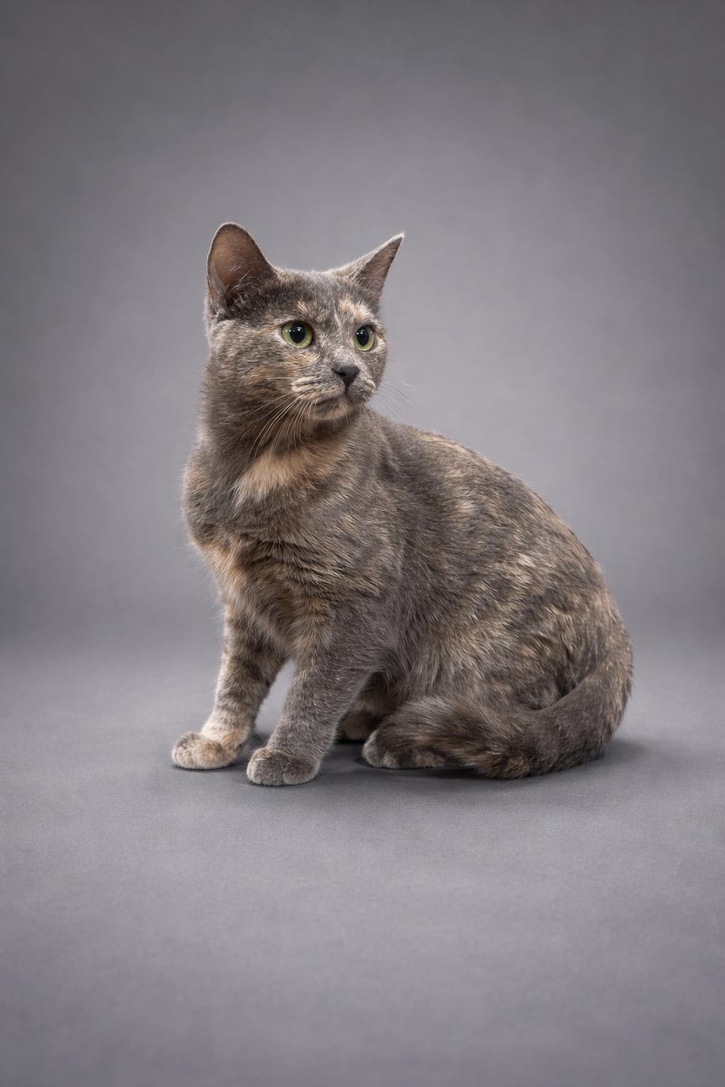 Enlarge Shia, a ADOPTABLE Domestic Short Hair in Jefferson, IA image 1/1