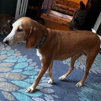 Reba