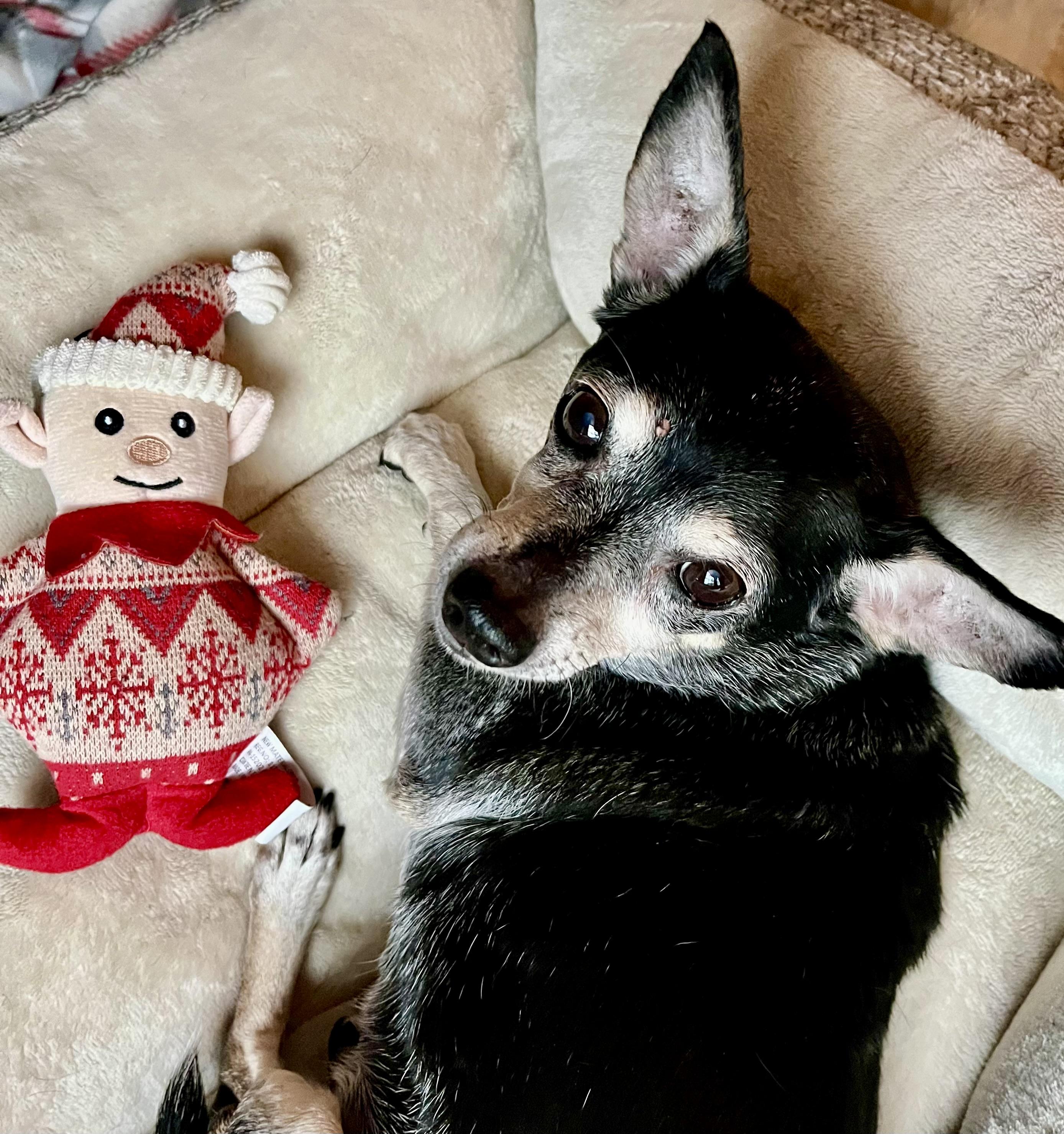 Enlarge Lilly, a Adoptable mixed breed in Bradfordwoods, PA image 3/5