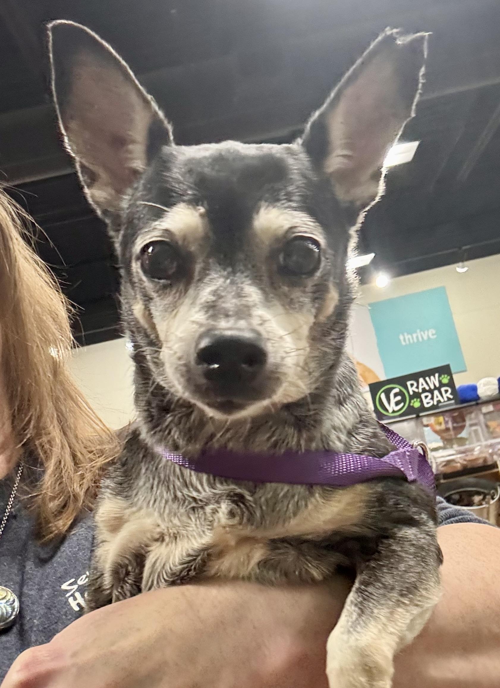 Enlarge Lilly, a Adoptable mixed breed in Bradfordwoods, PA image 5/5