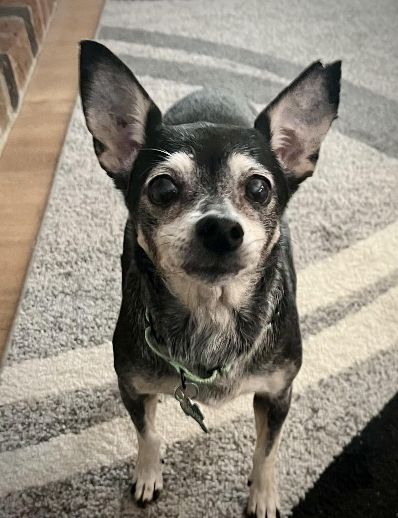 Lilly, Adoptable, Senior Female Chihuahua & Mixed Breed.