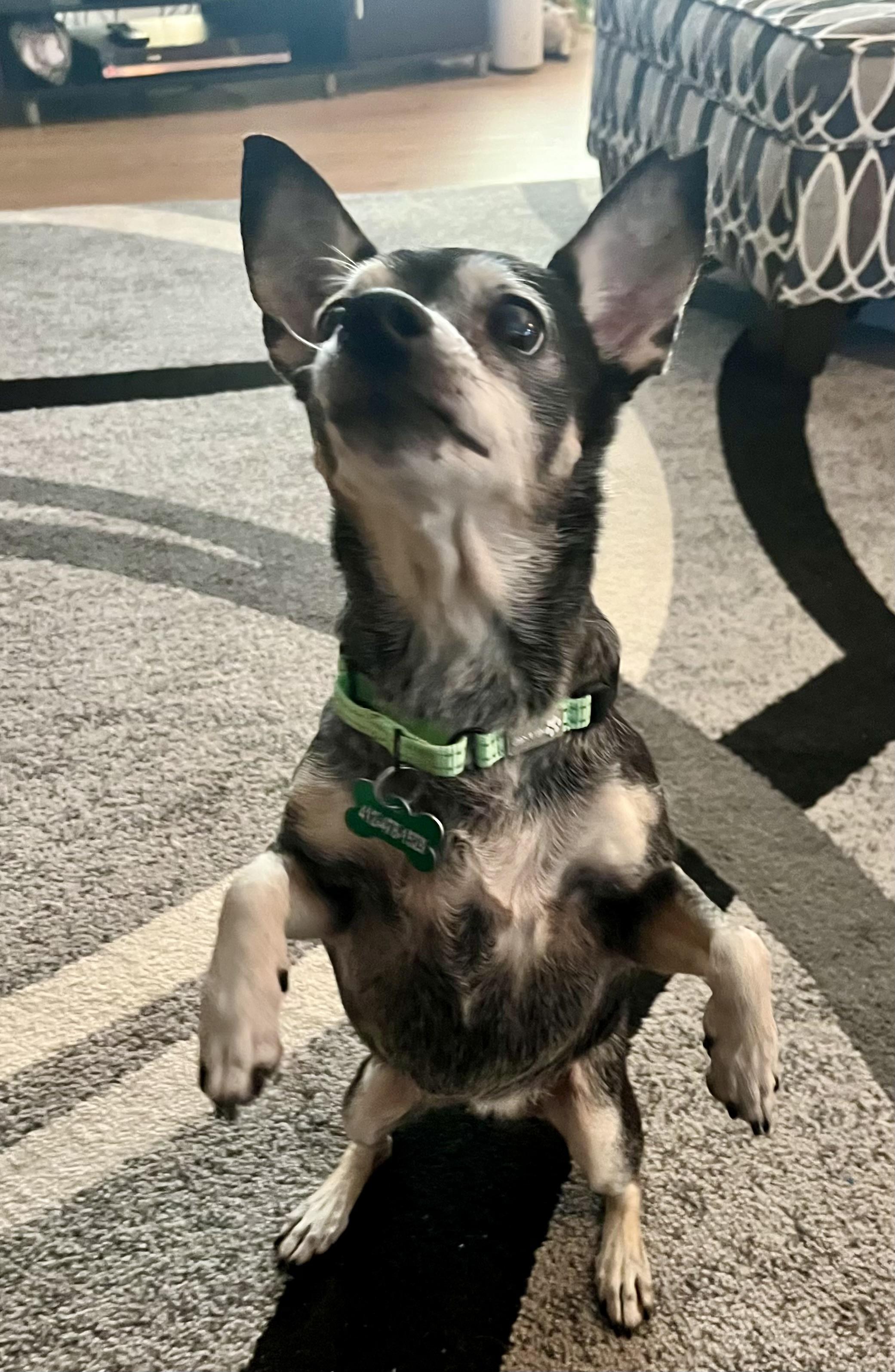 Enlarge Lilly, a Adoptable mixed breed in Bradfordwoods, PA image 2/5