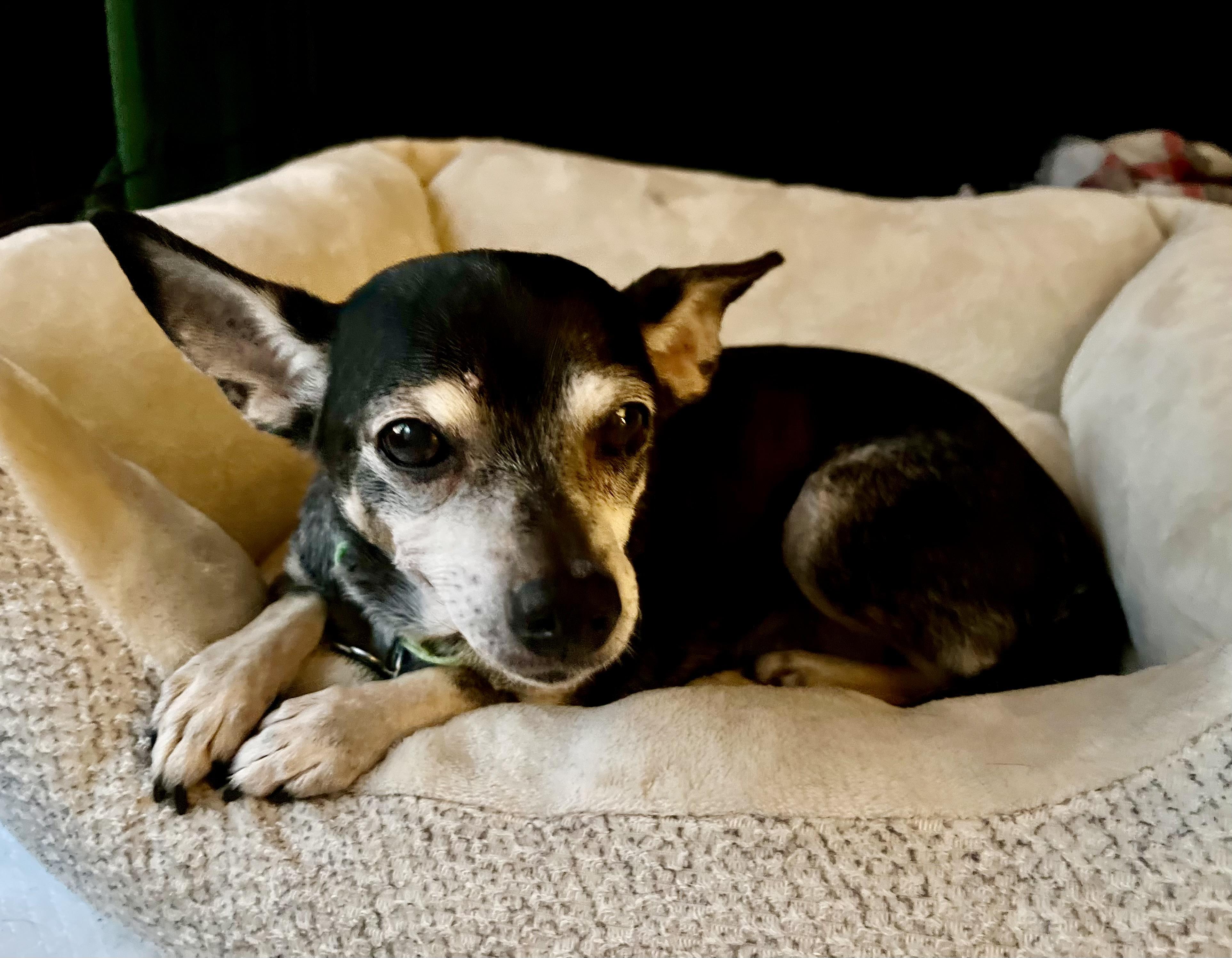 Enlarge Lilly, a Adoptable mixed breed in Bradfordwoods, PA image 4/5